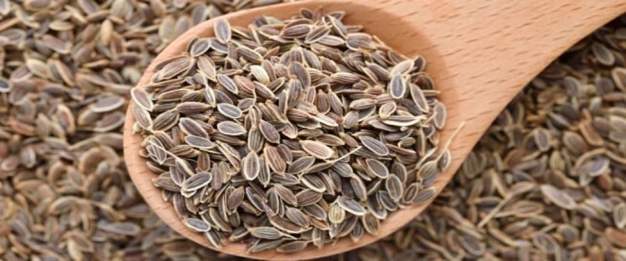 بذور الشبث