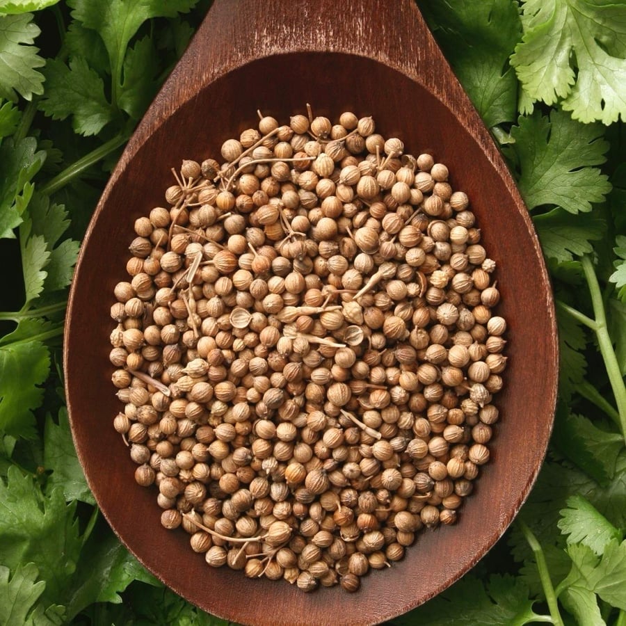 كزبرة حب