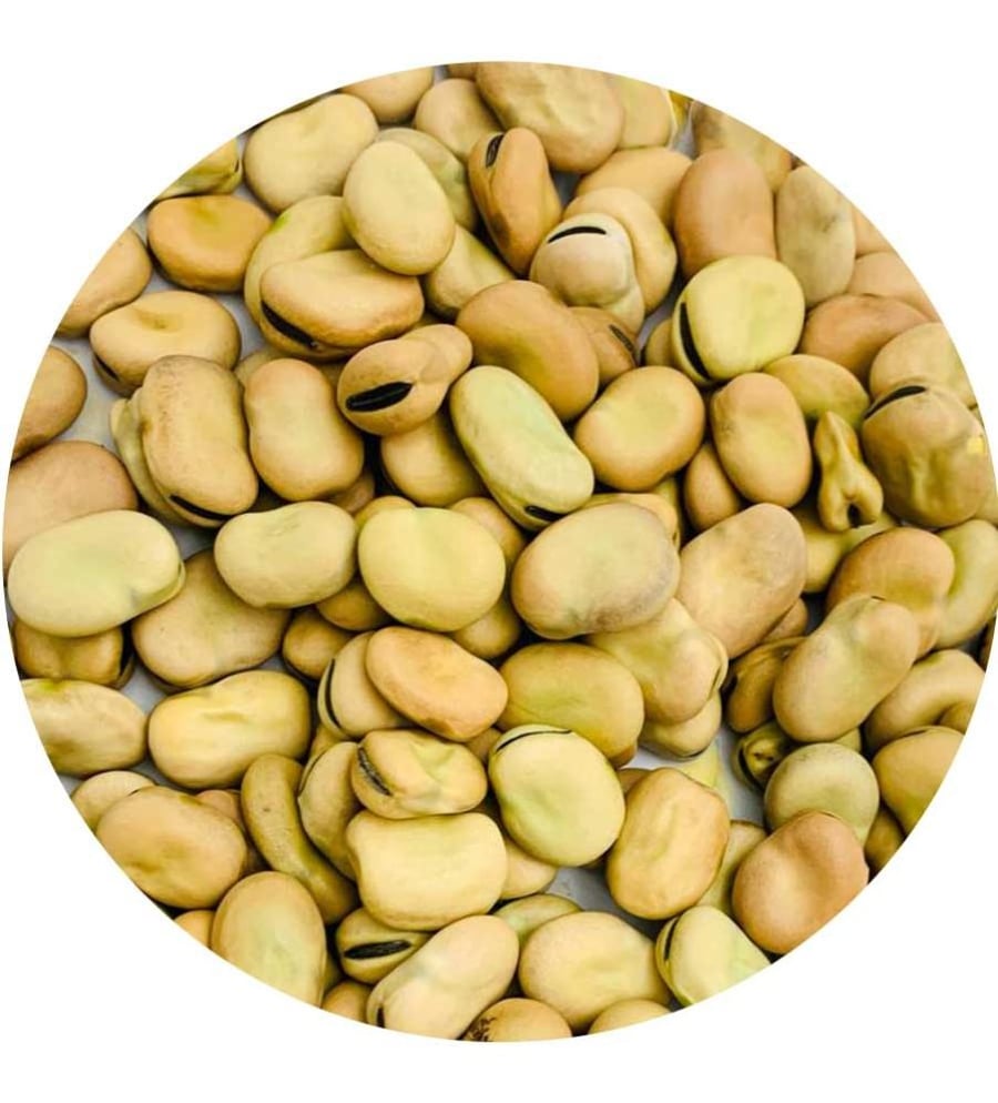 فول مصري حبة صغير