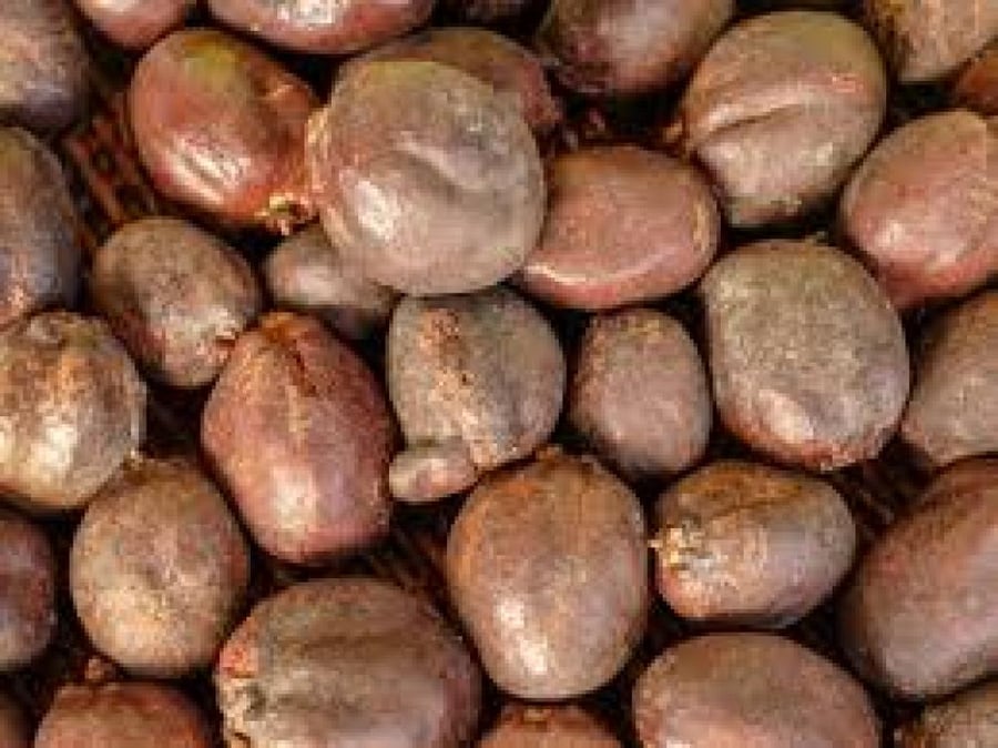 دوم كبير