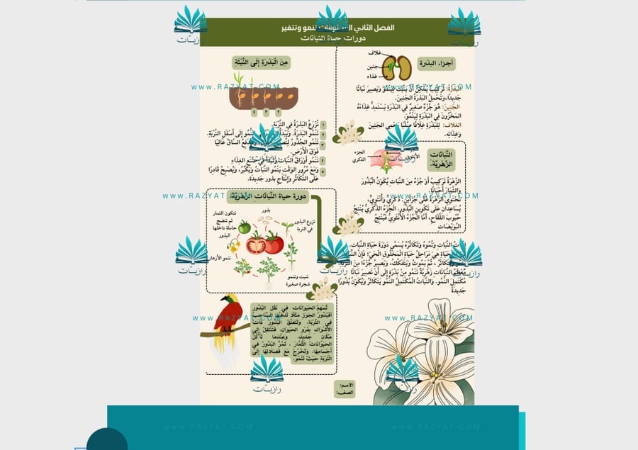 صورة مطوية دورات حياة النباتات علوم ثالث ابتدايي جاهزة للطباعة
