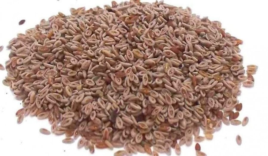بذور القاطونة في السعودية