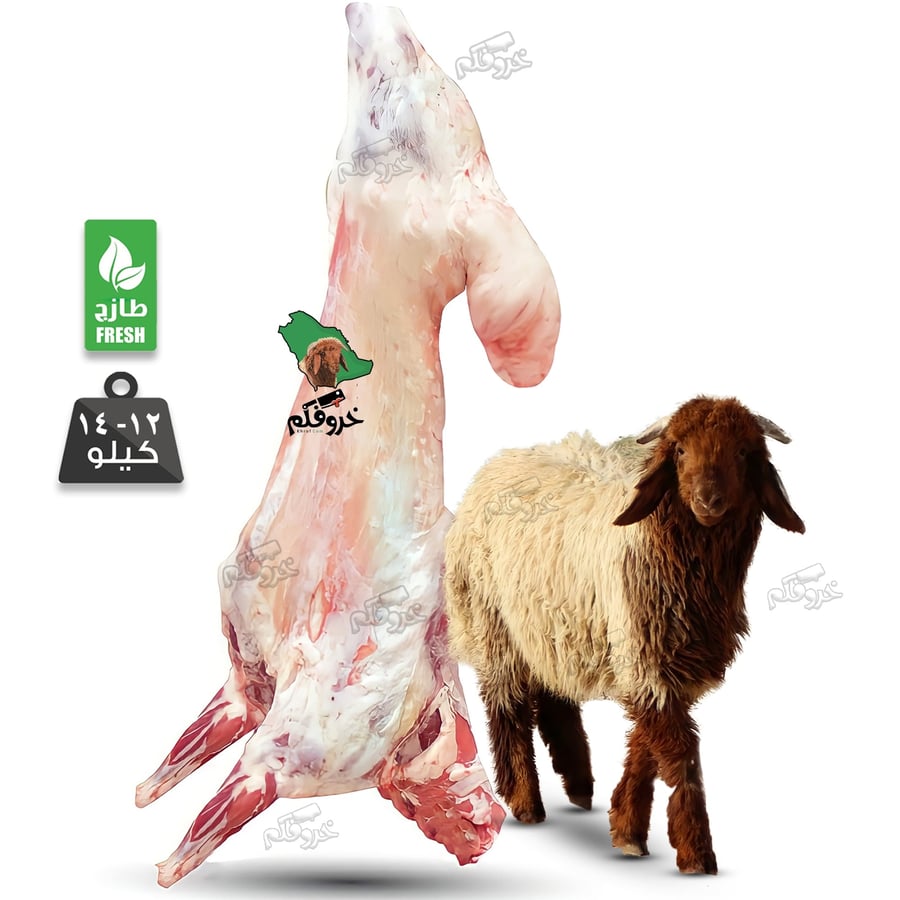 خروف نعيمي بلدي لباني كامل وزن 12 14 كجم