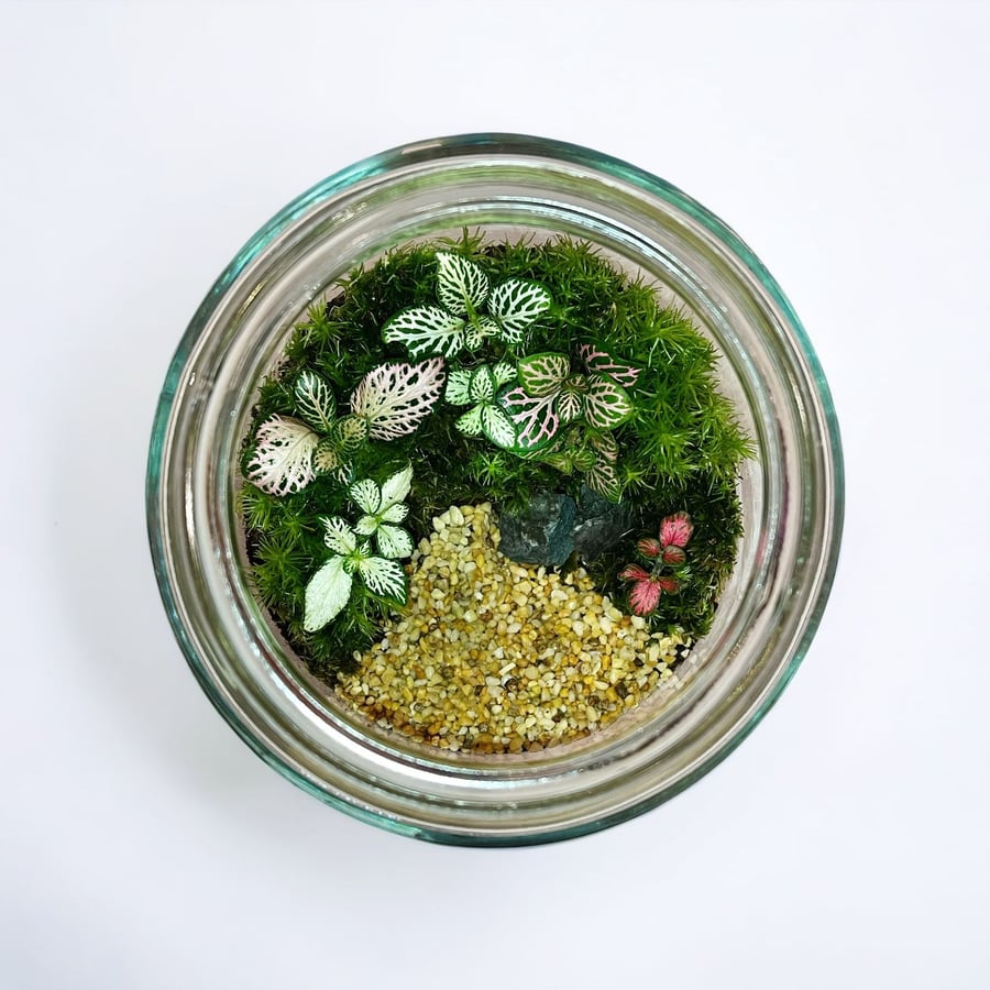 تيراريوم - Terrarium