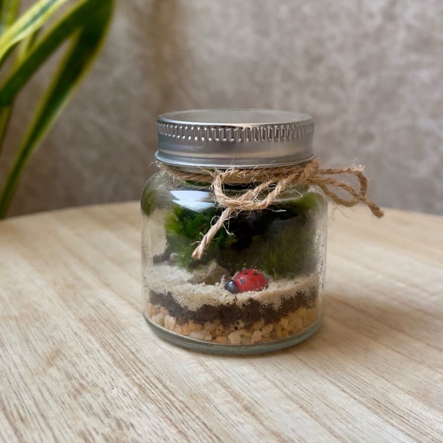 تيراريوم - Terrarium