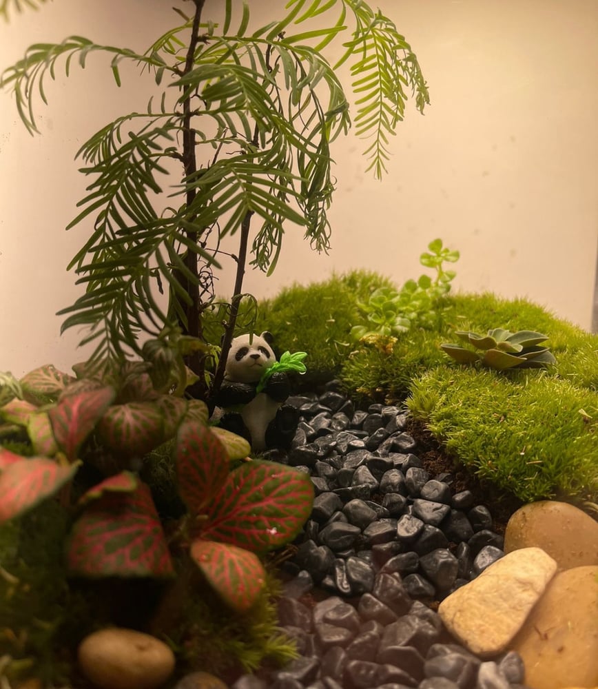 تيراريوم - Terrarium