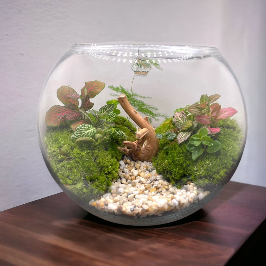 تيراريوم - Terrarium