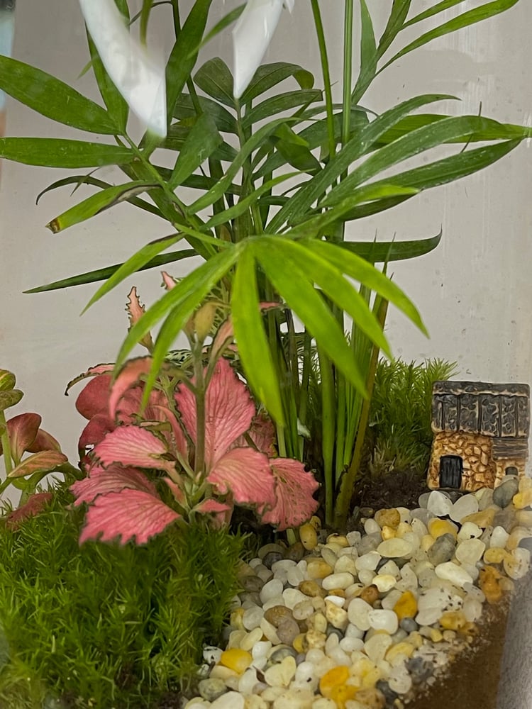 تيراريوم - Terrarium