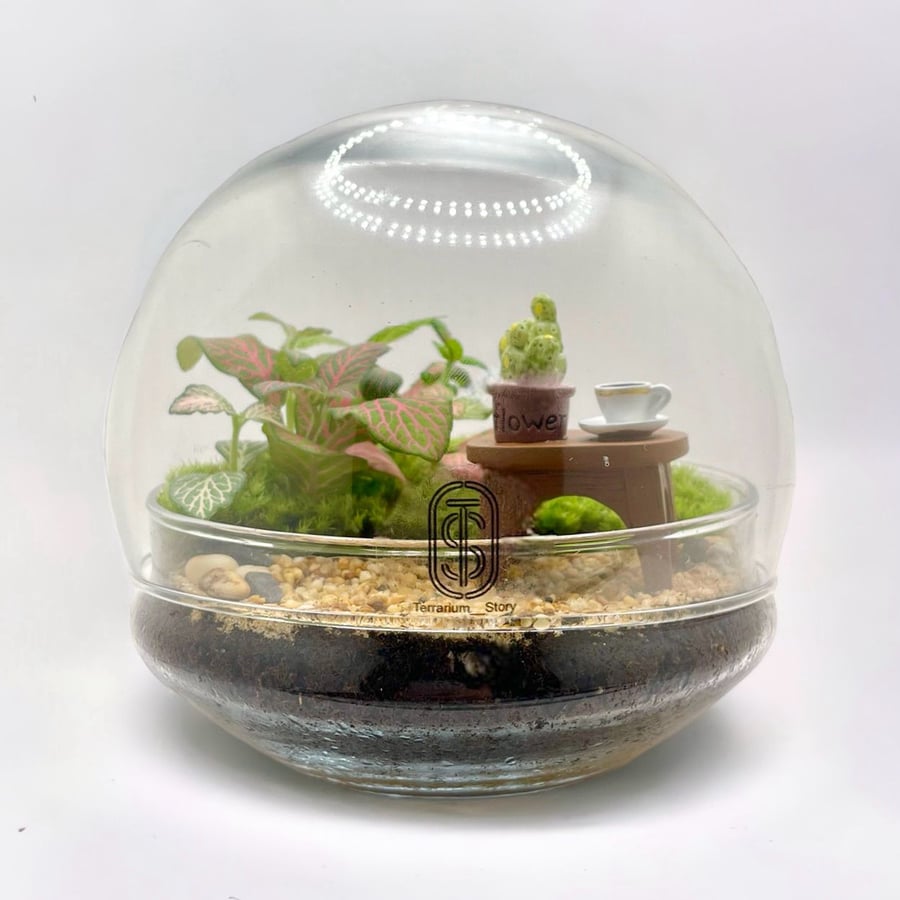 تيراريوم - terrarium