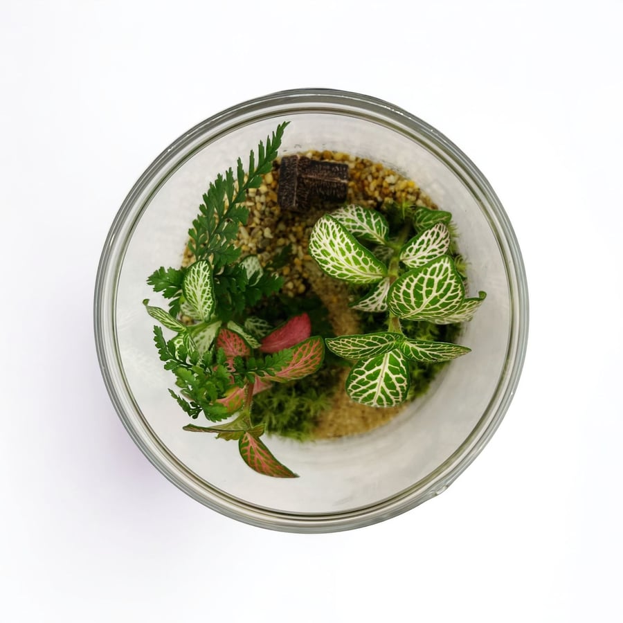 تيراريوم - Terrarium