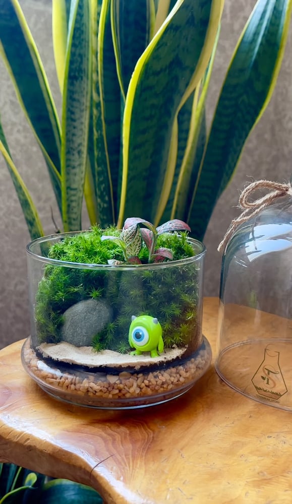 تيراريوم - Terrarium