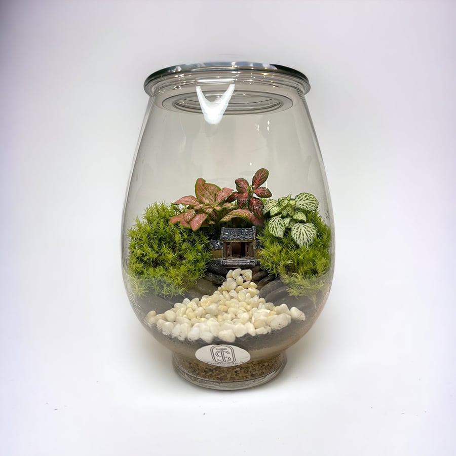 تيراريوم - Terrarium