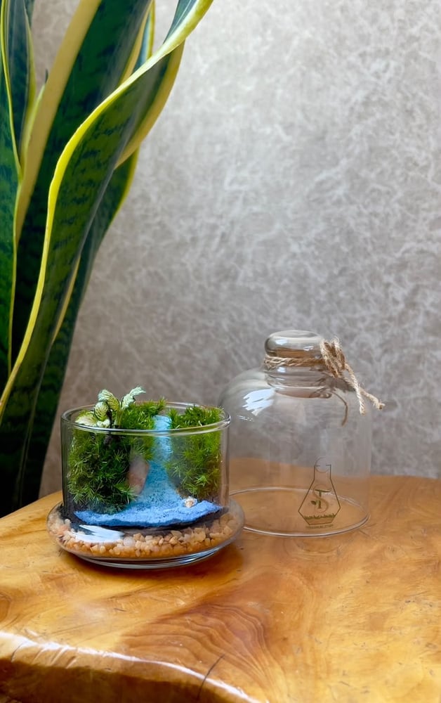 تيراريوم - Terrarium