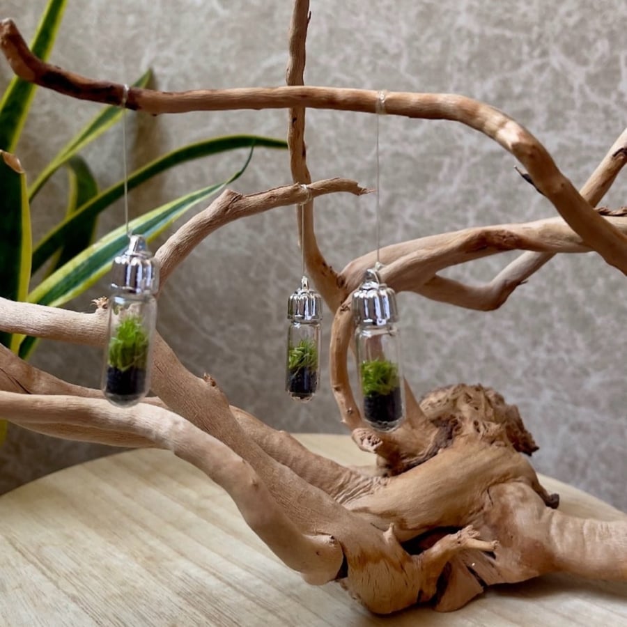 تيراريوم - Terrarium