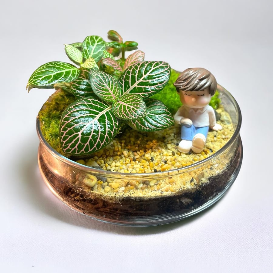 تيراريوم - terrarium