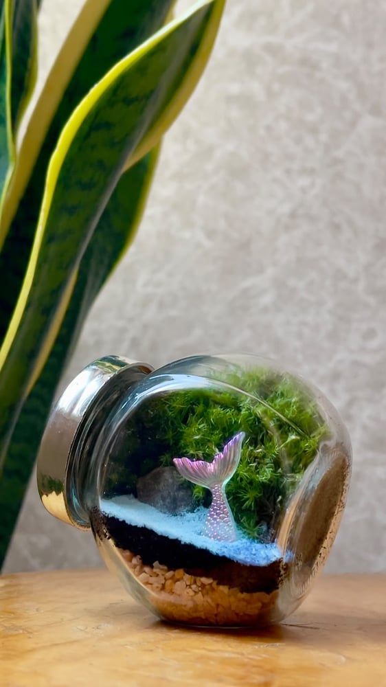 تيراريوم - Terrarium