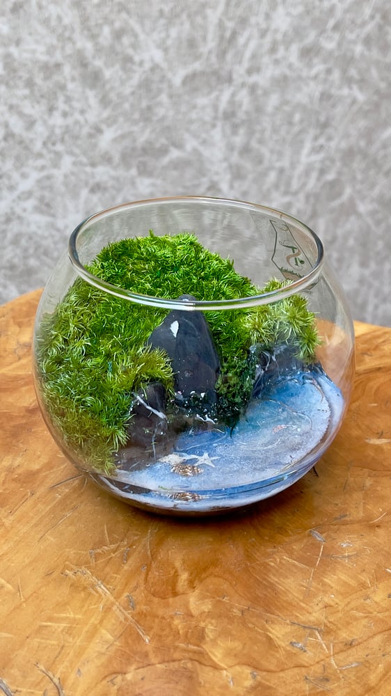 تيراريوم - Terrarium