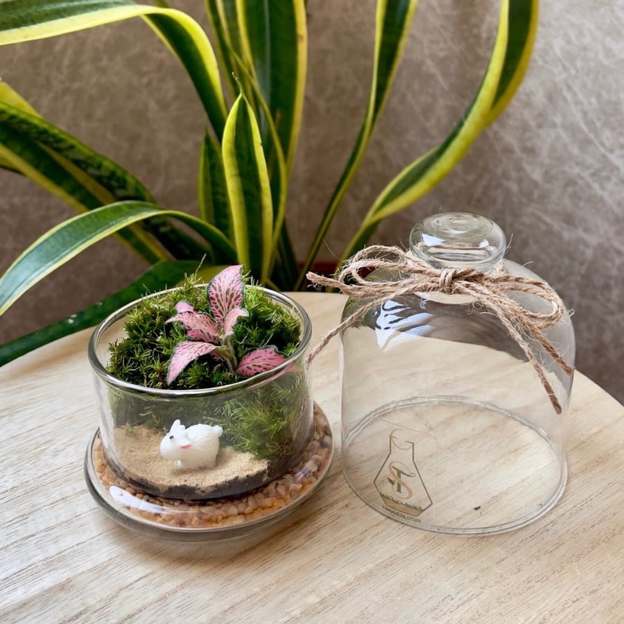 تيراريوم - Terrarium