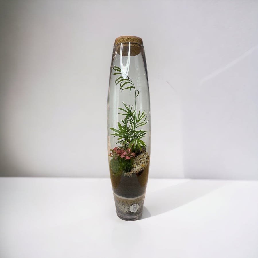 تيراريوم - Terrarium