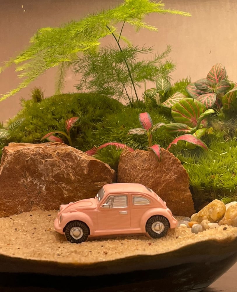 تيراريوم - Terrarium