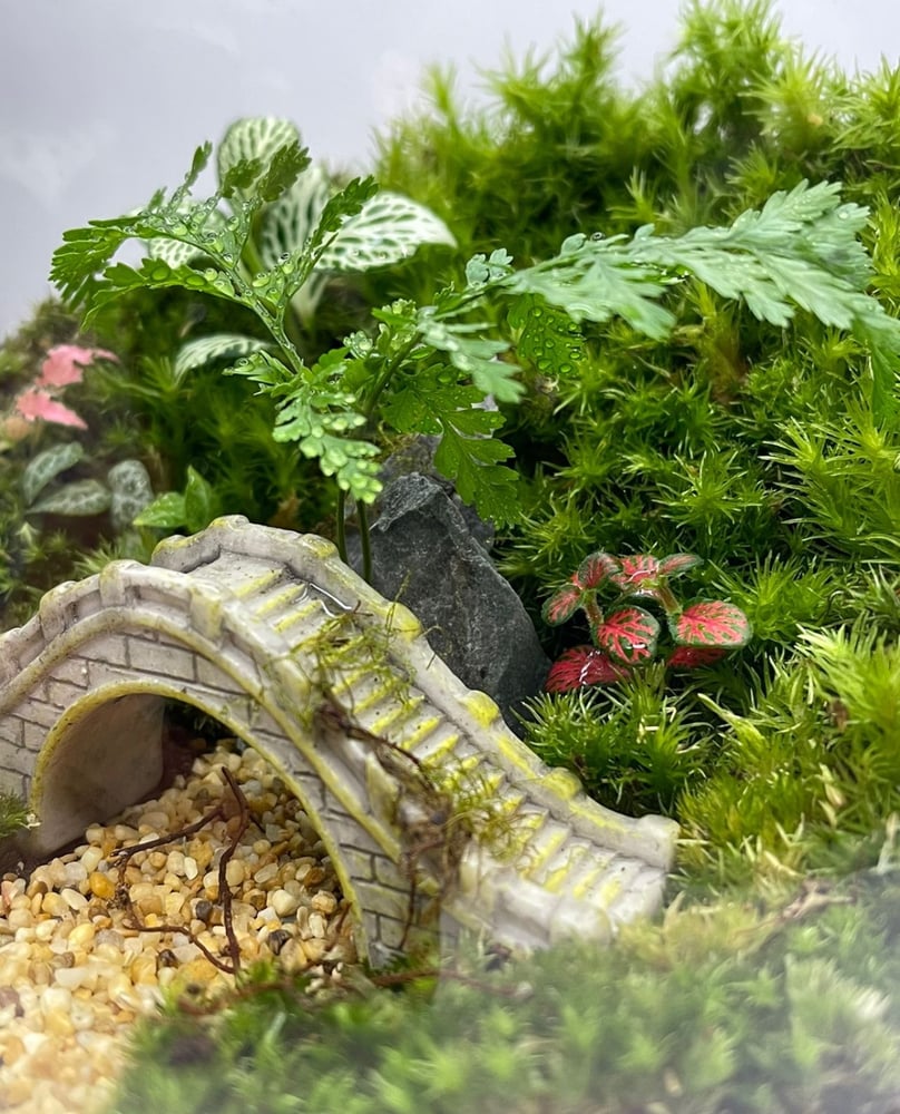 تيراريوم - Terrarium