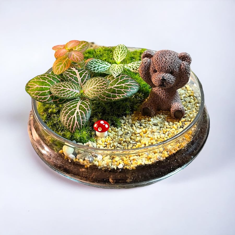تيراريوم - terrarium