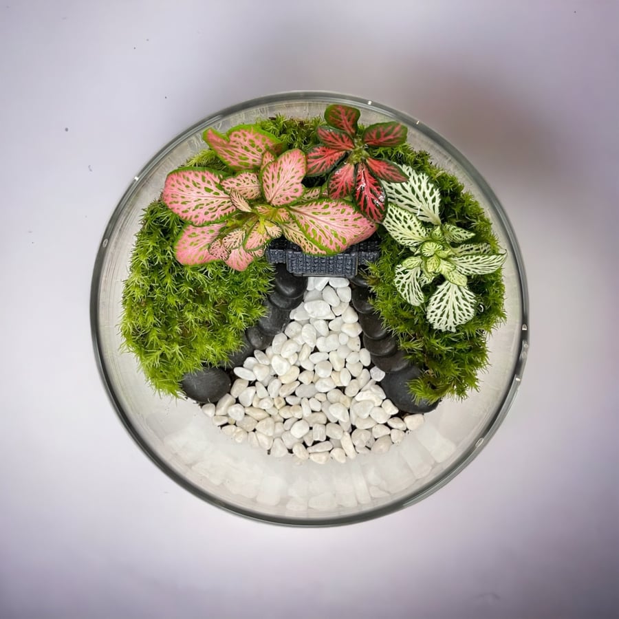 تيراريوم - Terrarium