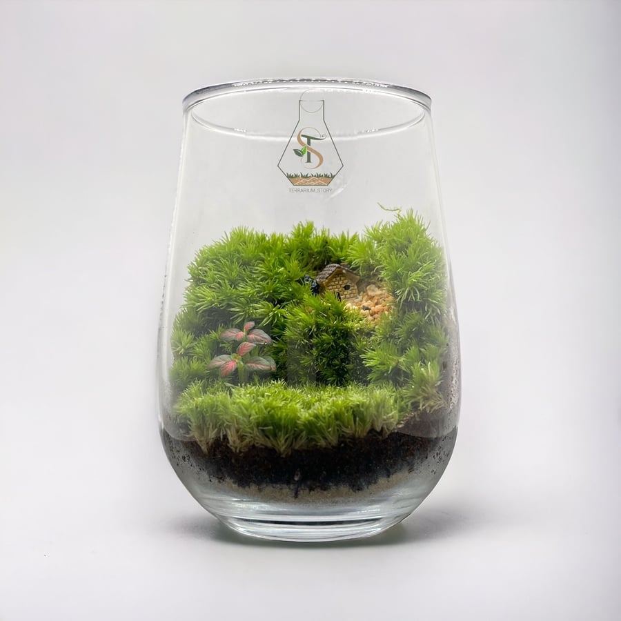 تيراريوم - Terrarium