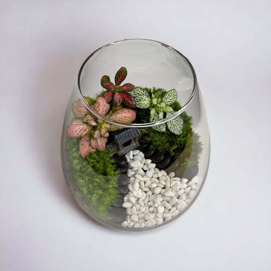 تيراريوم - Terrarium