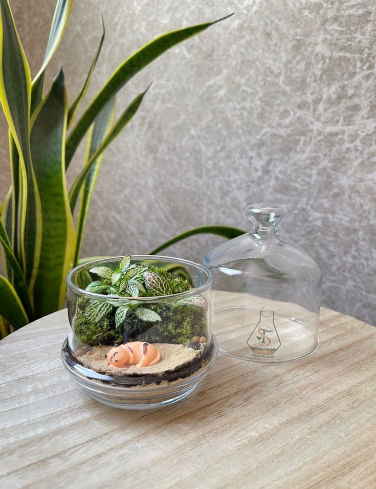 تيراريوم - Terrarium