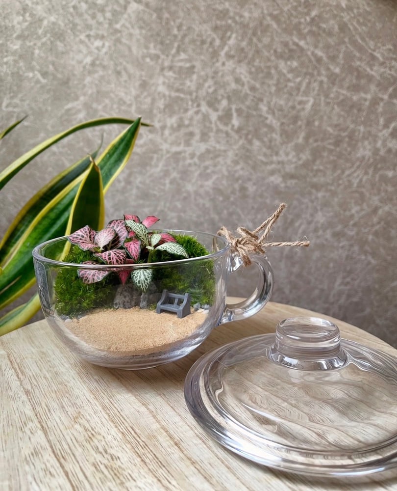 تيراريوم - Terrarium