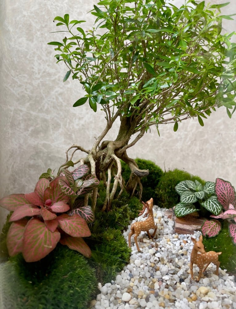 تيراريوم - Terrarium