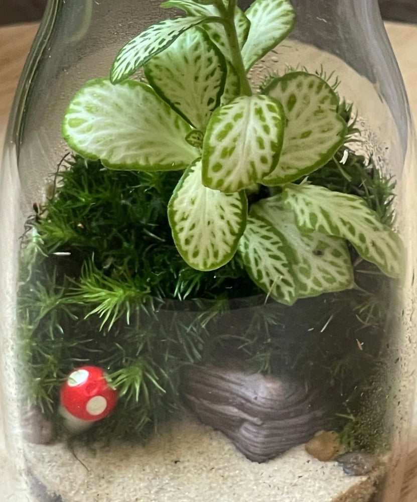 تيراريوم - Terrarium
