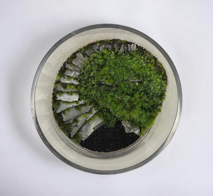تيراريوم - Terrarium