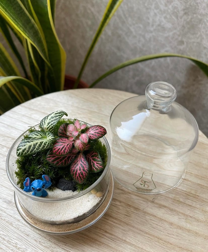 تيراريوم - Terrarium
