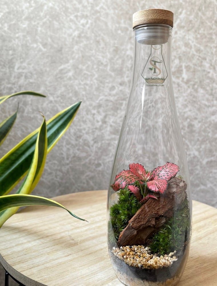 تيراريوم - Terrarium