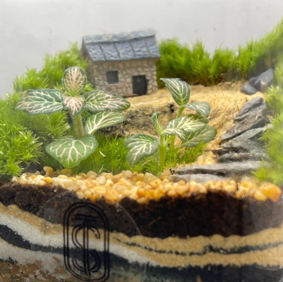 تيراريوم - Terrarium