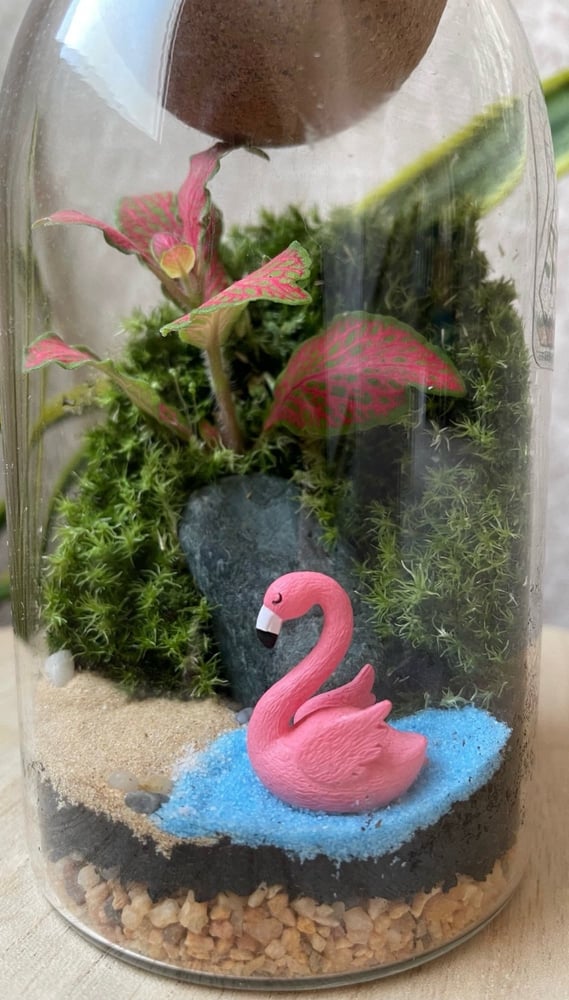 تيراريوم - Terrarium