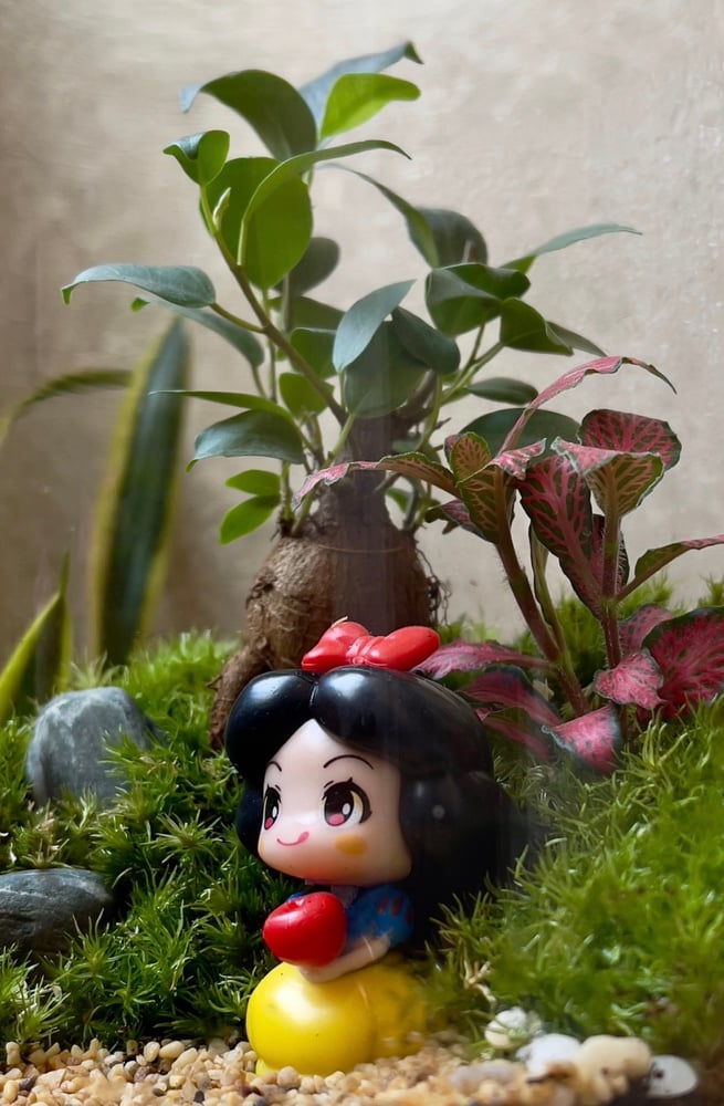 تيراريوم - Terrarium