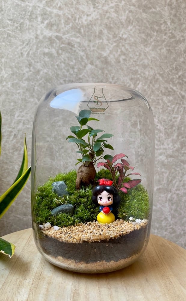 تيراريوم - Terrarium