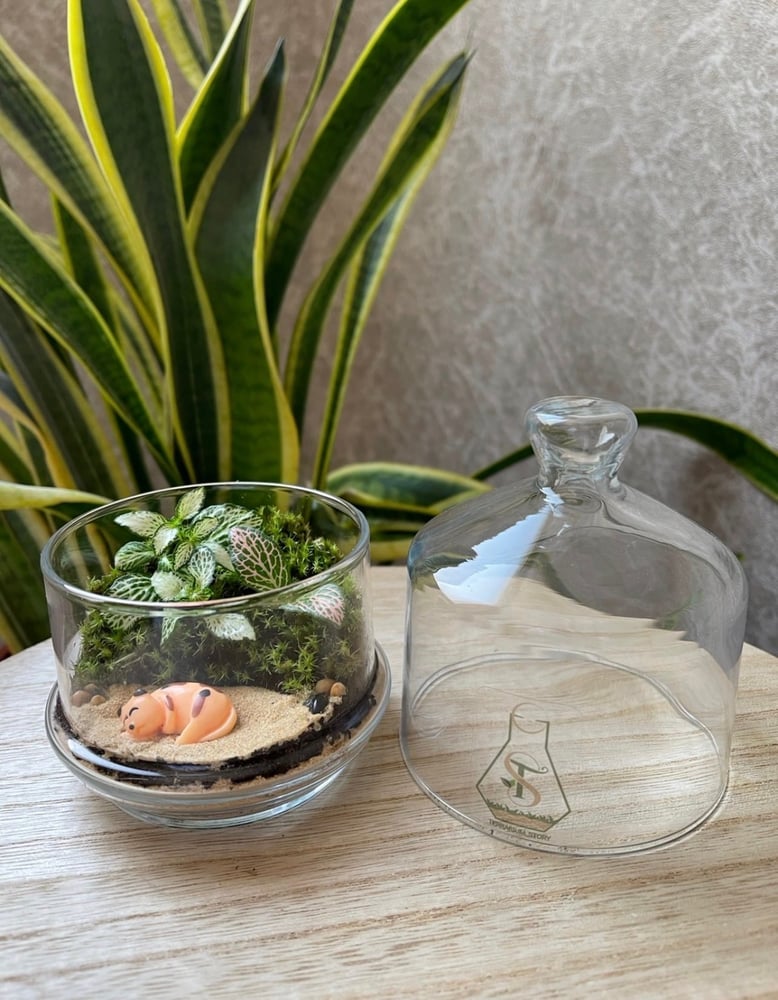 تيراريوم - Terrarium
