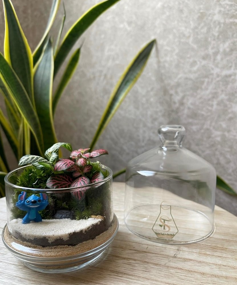 تيراريوم - Terrarium