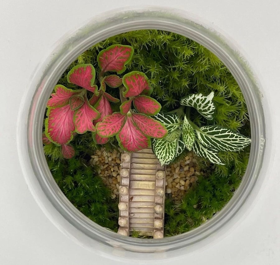 تيراريوم - Terrarium