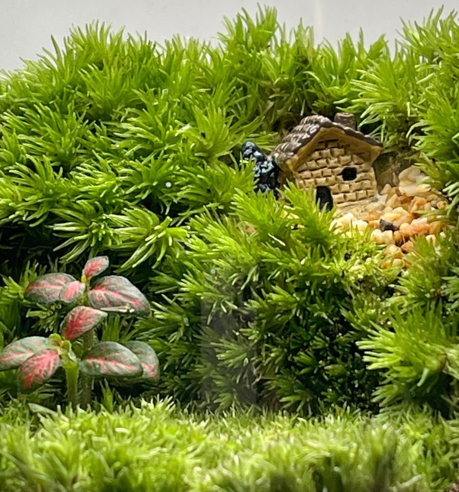 تيراريوم - Terrarium