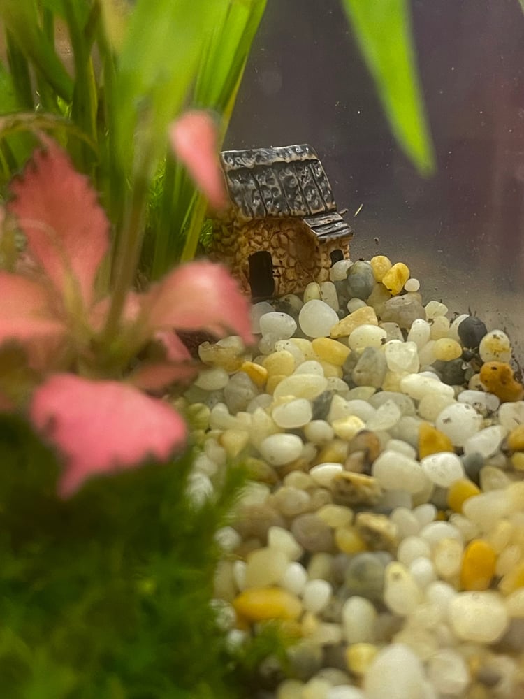 تيراريوم - Terrarium