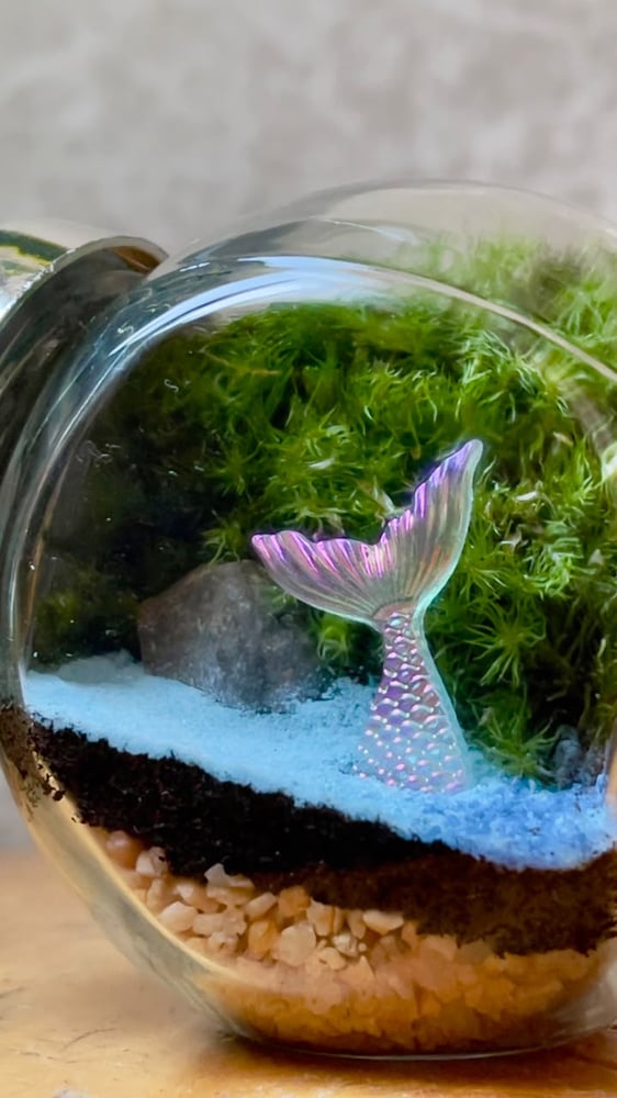 تيراريوم - Terrarium