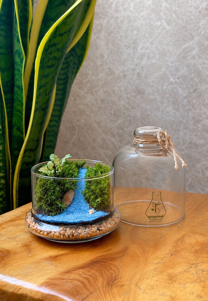 تيراريوم - Terrarium