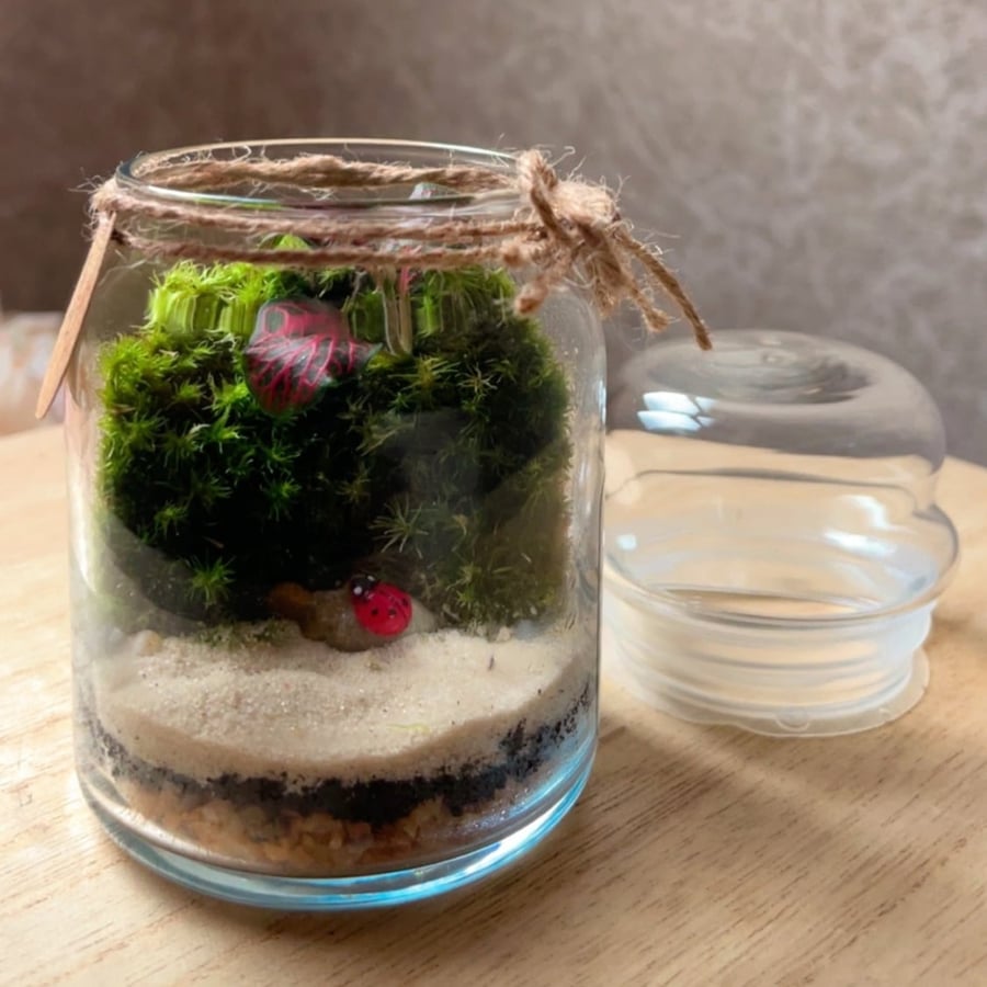 تيراريوم - Terrarium