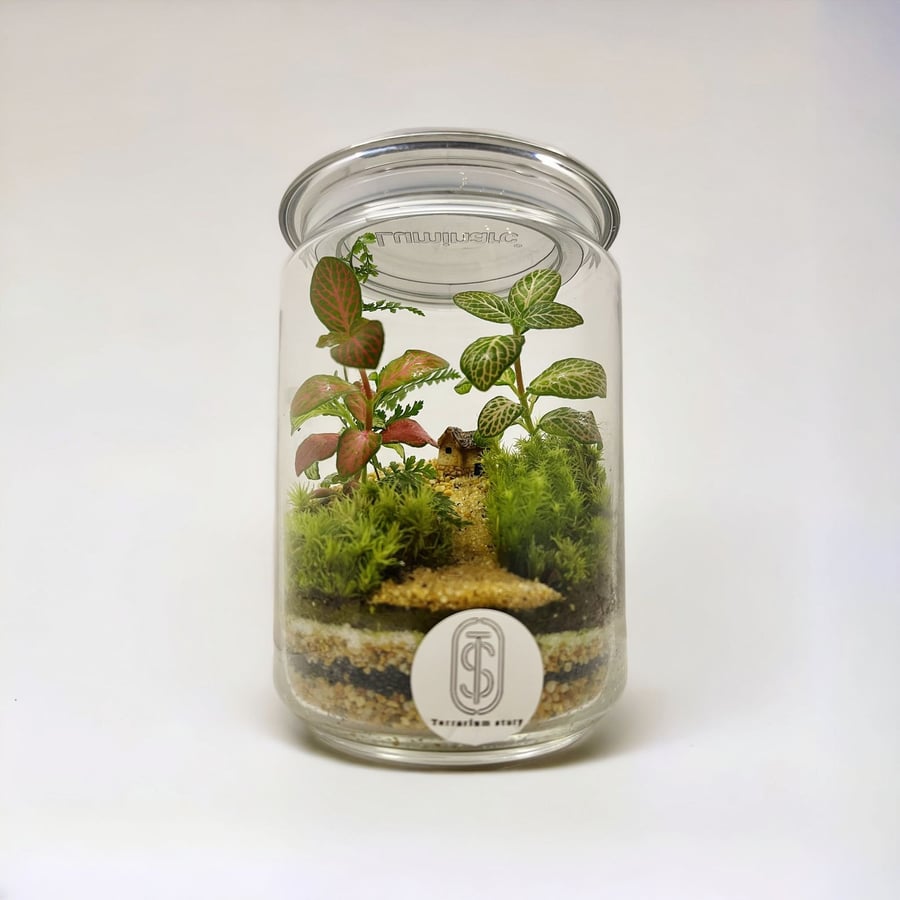 تيراريوم - Terrarium
