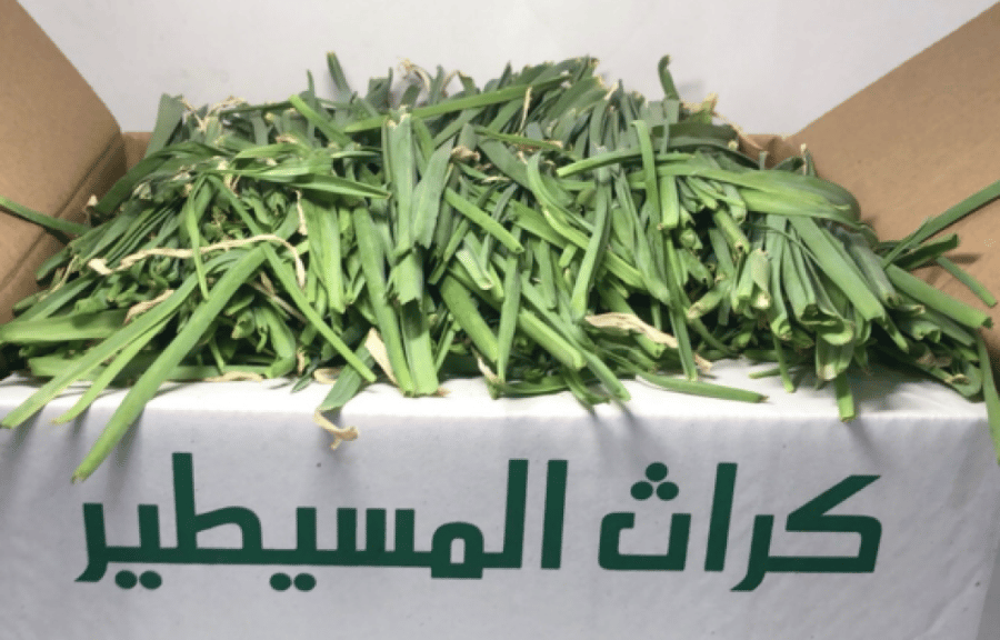كراث القصيم كارتون